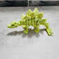 3D Printed Articulated Stegosaurus (RTS)