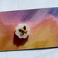 White Bee Stud Earring
